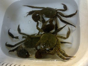 blog_import_50d10de29f7a1