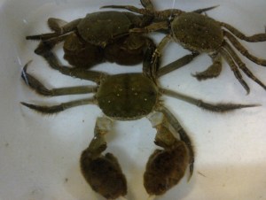 blog_import_50d10de53b3cb